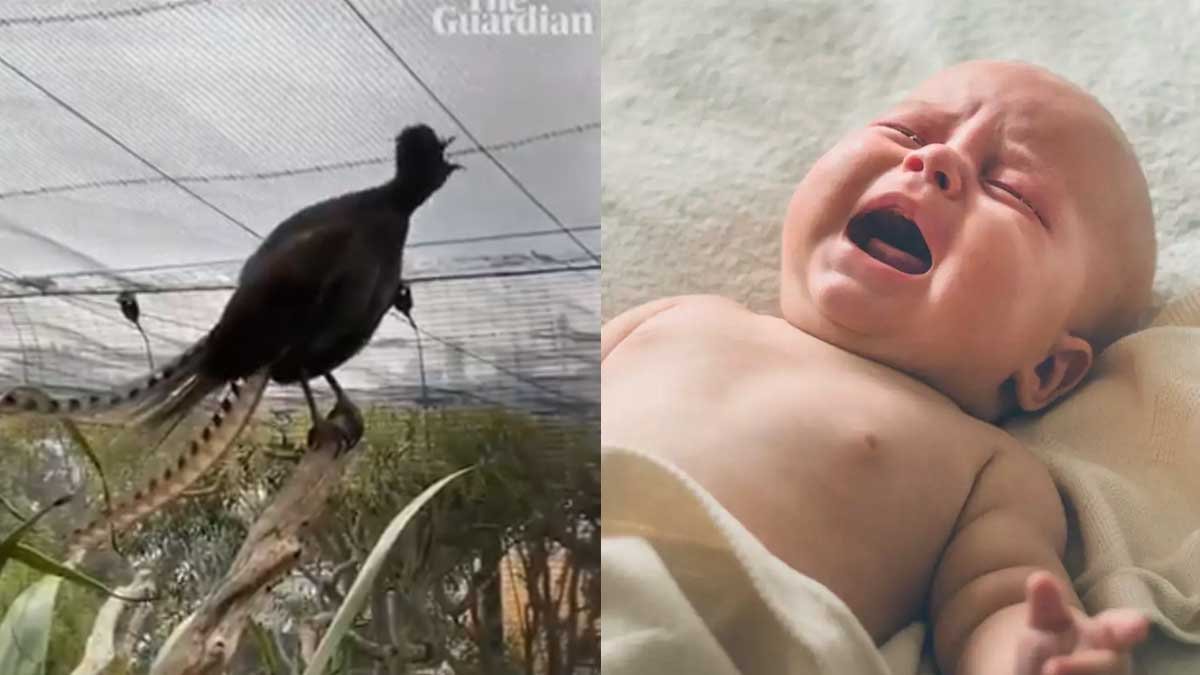 Burung ajuk bayi menangis