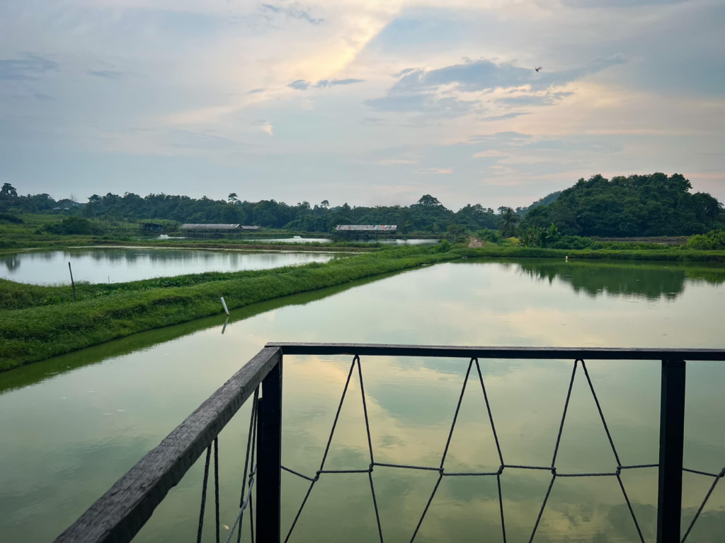 Hidden Gem Menarik Di Kuching, Bing Koi Farm Ini Jadi Destinasi Sesuai Untuk Beriadah